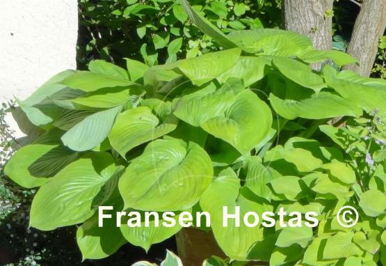 Hosta Sum and Substance